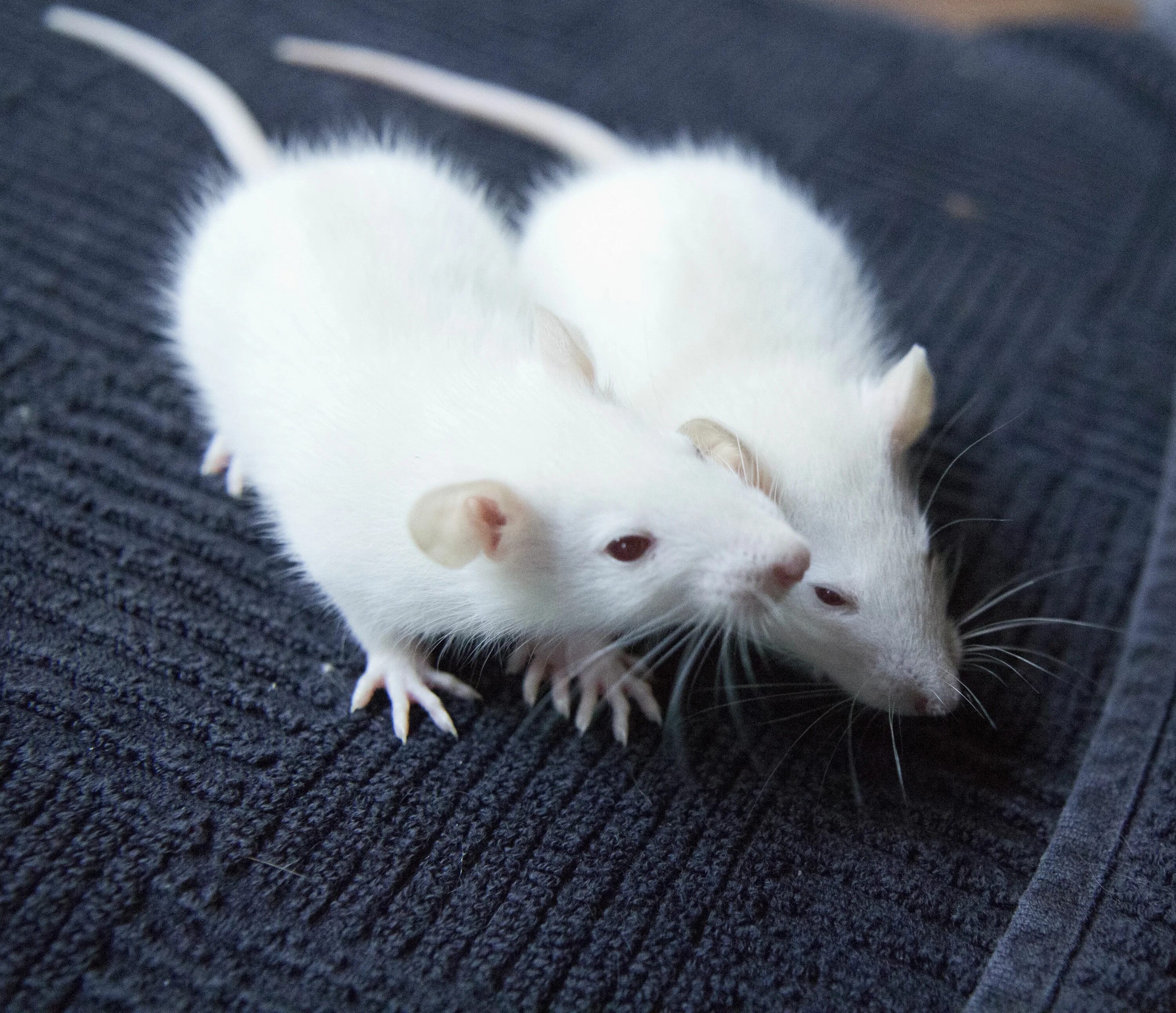 Белая крыса с красными глазами. Две белые крысы. Черная и белая крыса. Две белые крысы. Две крысы.