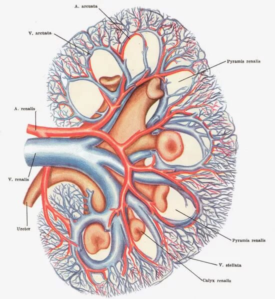 Артерия и вена почки. Почечная Вена анатомия. Кровоснабжение почки анатомия. Почечная артерия и почечная Вена. Кровоснабжение почек анатомия вены.
