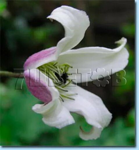Клематис эльф фото и описание отзывы Elf clematis blooms all summer (Spring Hill) Clematis vine, Clematis, Garden vin