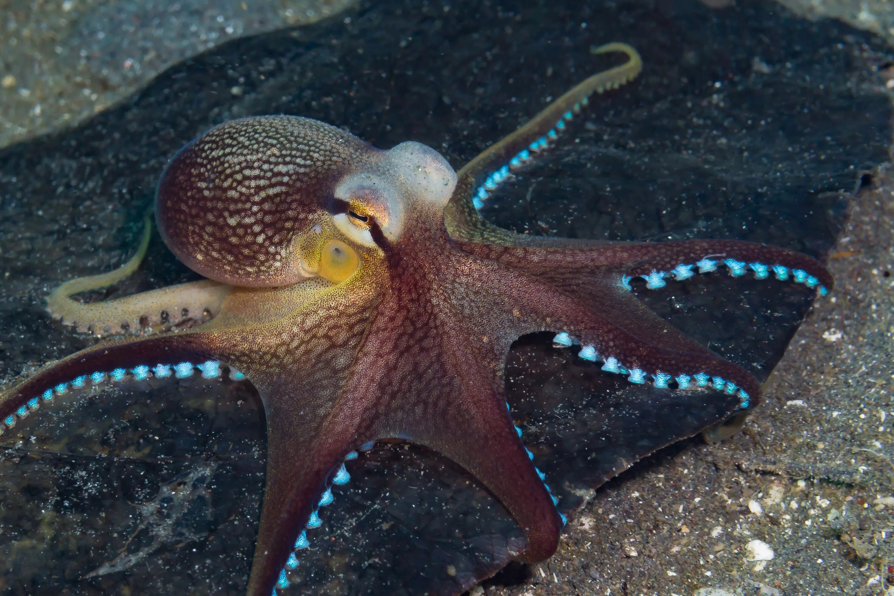 Фотки осьминога. Amphioctopus marginatus. Осьминог Octopus vulgaris. Кокосовый осьминог (Coconut Octopus). Голубой кольчатый осьминог.