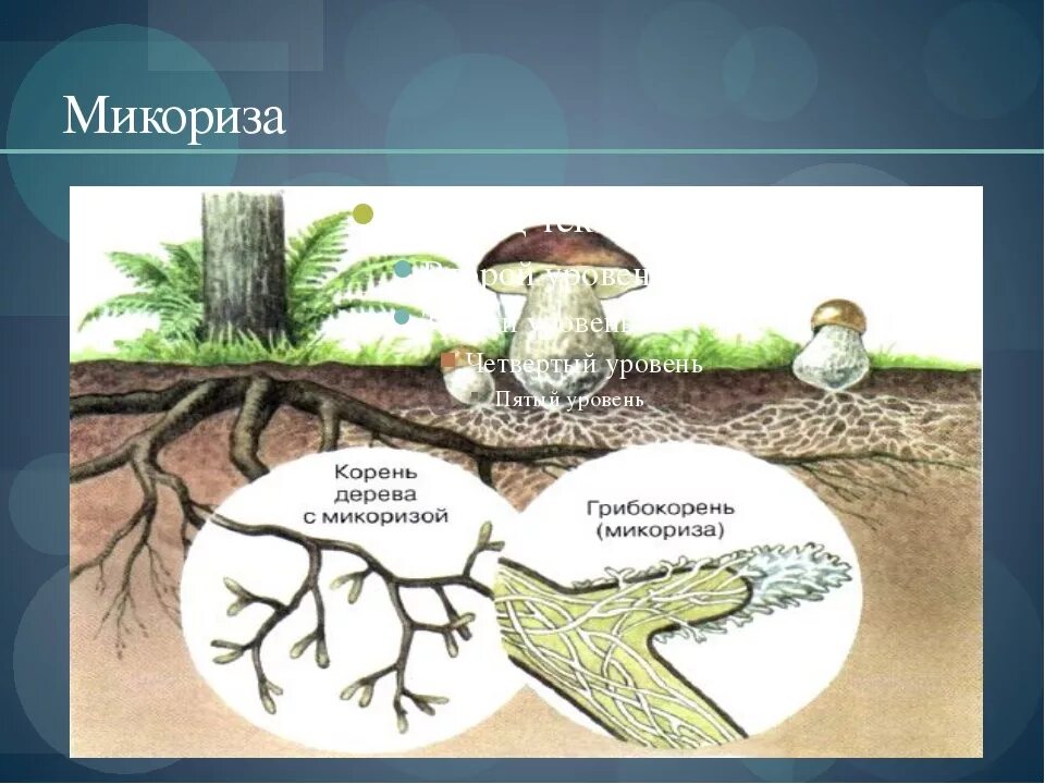 Образуют микоризу с корнями растений. Микориза с грибами-симбионтами. Шляпочные грибы микориза. Строение гриба микориза. Микориза грибокорень.