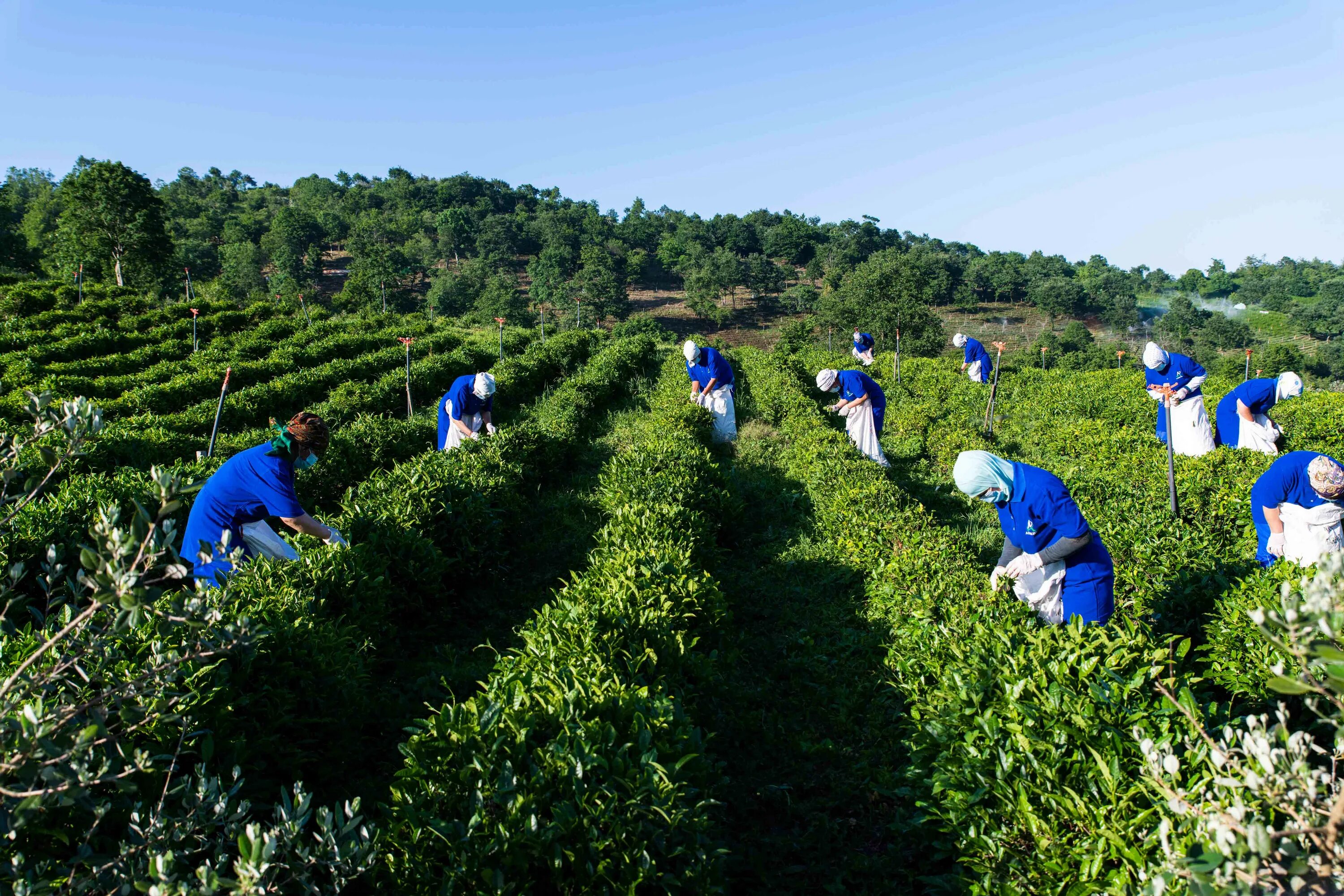 В россии растет чай. Чайные плантации в Азербайджане. Чаеводство в Азербайджане. Чайные плантации на Кавказе. Чайные плантации Европейский Юг.