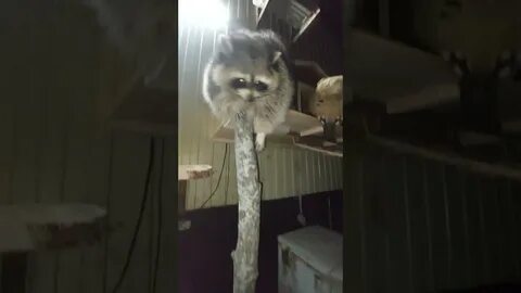 Енот илюша разнес квартиру видео