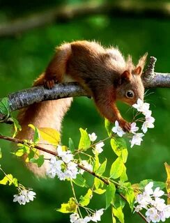 Squirrel flower