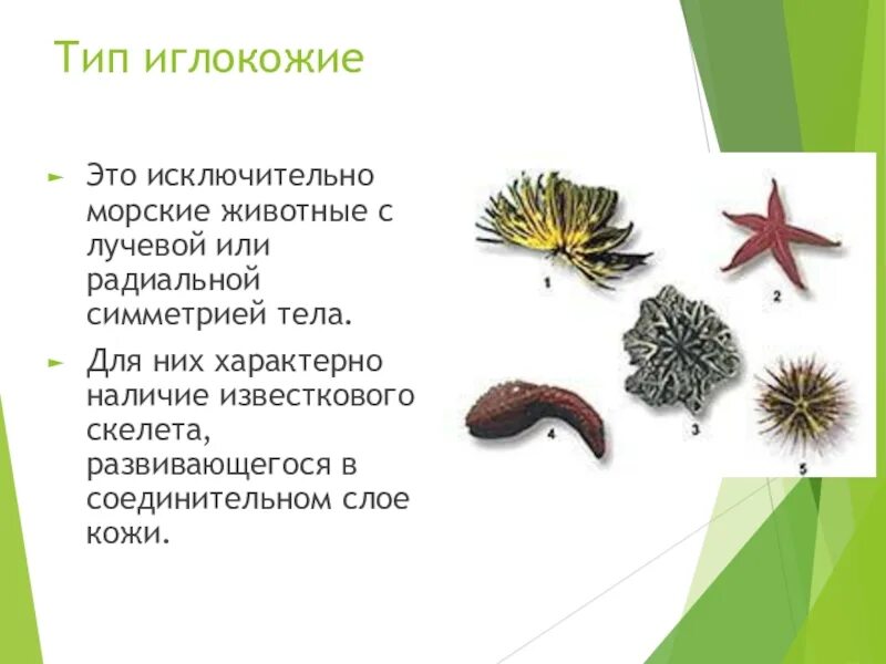 Иглокожие тип исключительно морских данных животных. Скелет иглокожих. известковый скелет иглокожих. тип симметрии у иглокожих. иглокожие эволюция.
