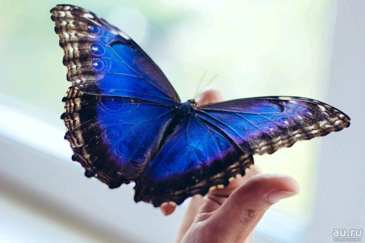 Флай Флай бабочки. Домашняя бабочка. Ферма бабочек домашняя. Ферма бабочек бабочкарий.