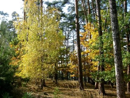 Березовая сосна