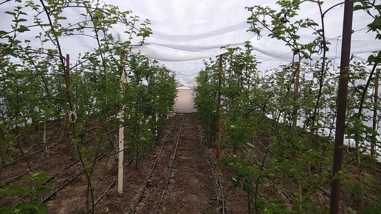 Как обрезать бесшипную ежевику