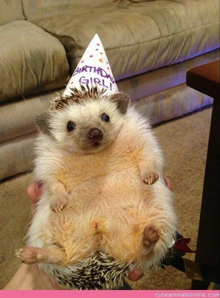 happy-birthday-smiling-dog Niner, who seems very pleased with his cake this year