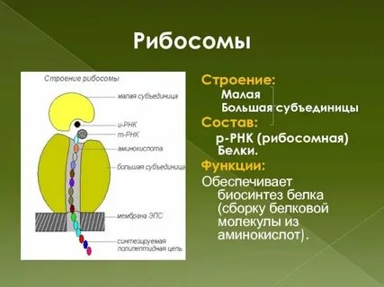 Органоид клетки для синтеза белка
