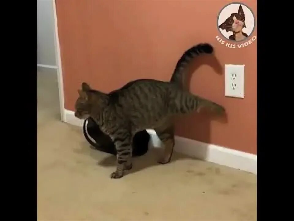 Кот стучит зубами. Кот стучит зубами
