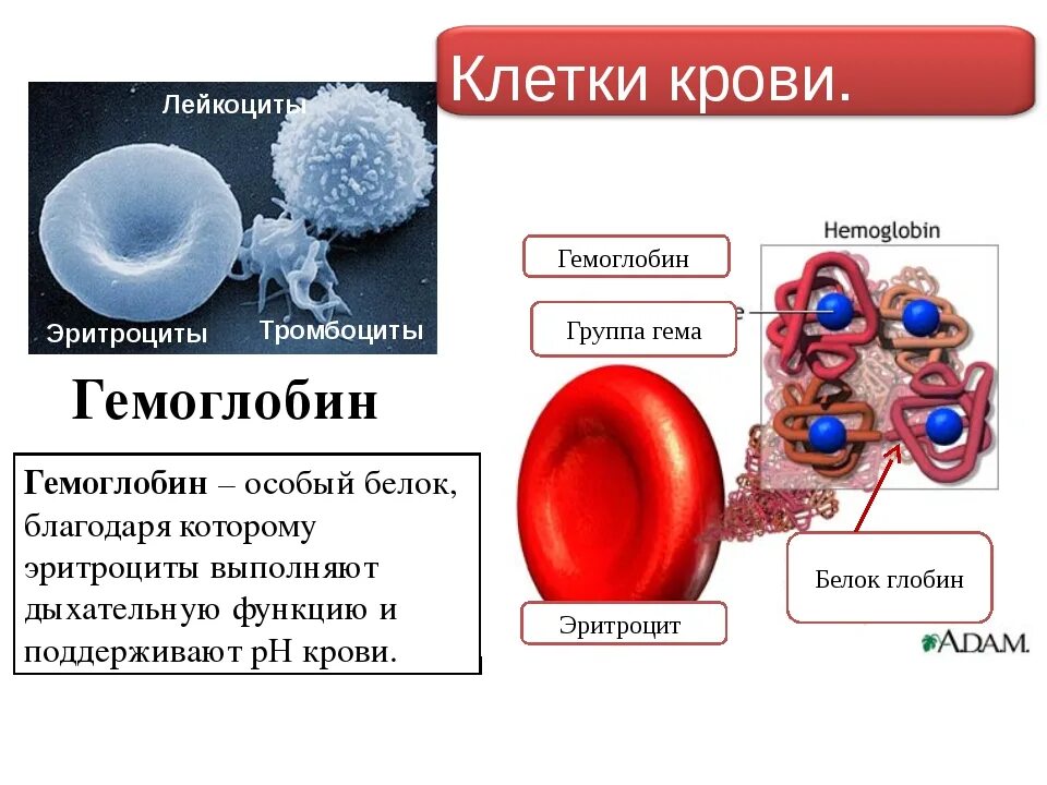 Лейкоциты группа крови. Клетки крови являющиеся носителями гемоглобина. Лейкоциты и тромбоциты. Гемоглобин и Эритройит. Строение клетки крови.