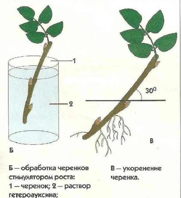 Укоренить розу в воде домашних условиях. Размножение роз черенкованием. Черенок розы флорибунда. Укоренить черенок розы. Укоренение черенков роз.