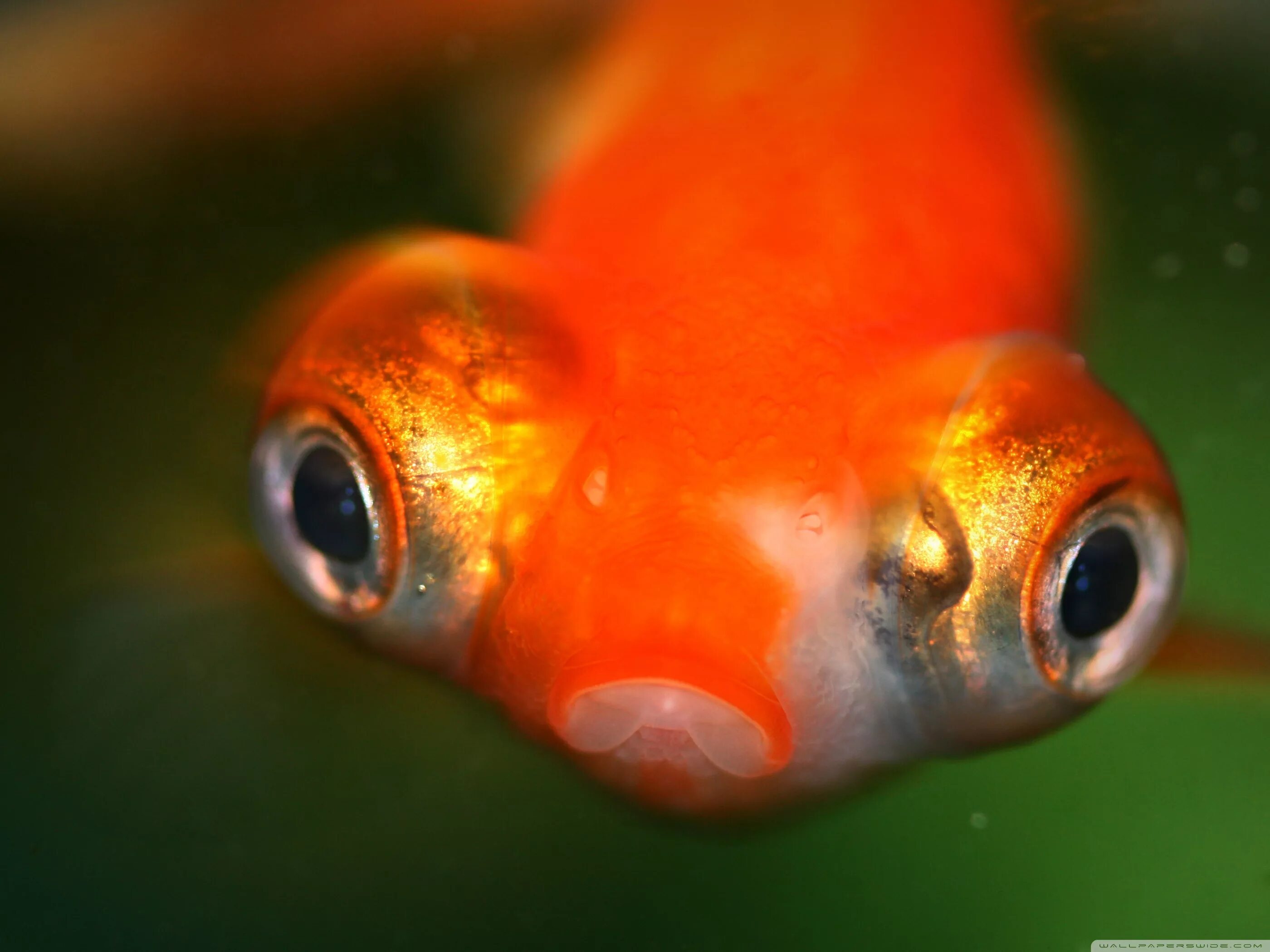 Какие глаза у рыб. Звездочет рыбка аквариумная. Аквариумная рыбка телескоп Звездочет. Телескоп Звездочет рыбка. Пучеглазая Золотая рыбка Звездочет.