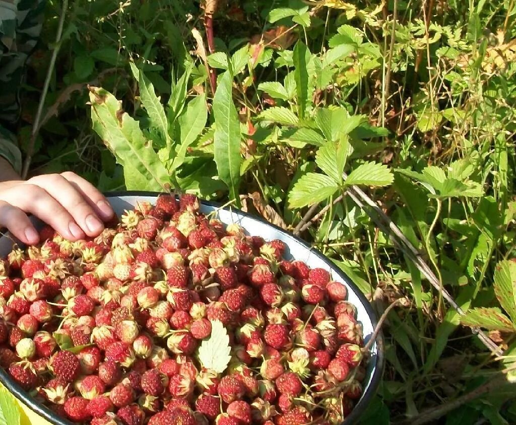 Собирать ягоду в поле