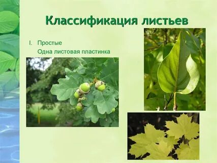 Классификация листьев