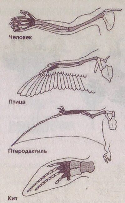 Способы эволюционного процесса. Какой способ эволюционного процесса иллюстрирует рисунок. Человек птица птеродактиль кит эволюционный процесс. Какой эволюционный процесс иллюстрирует рисунок.