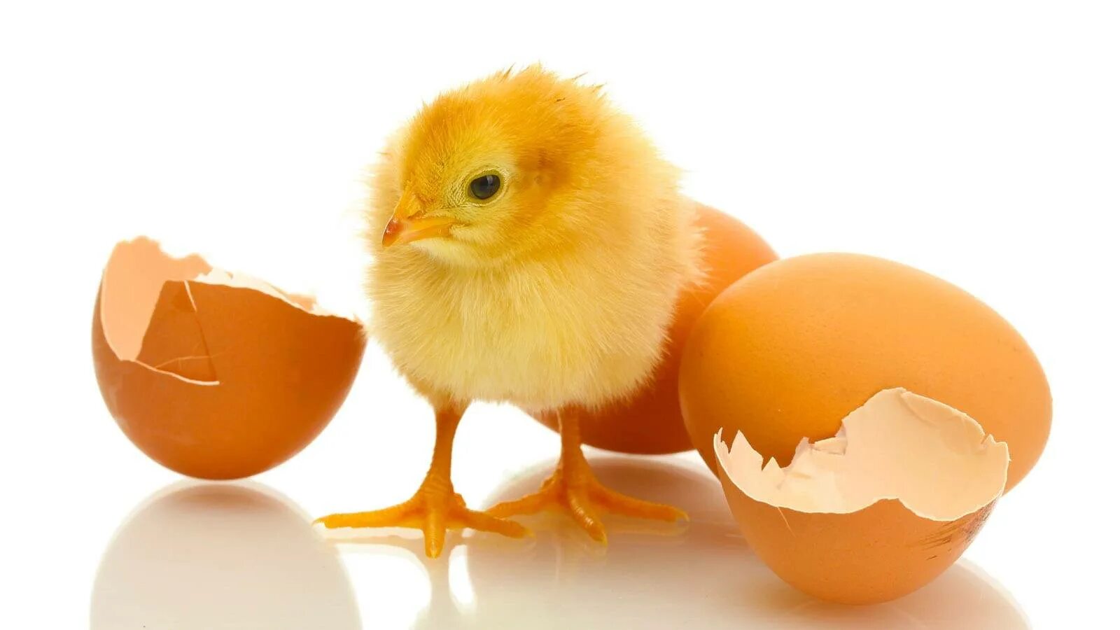 В каких яйцах есть цыплята. Яйцо цыпленок. Цыплёнок вылупился из яйца. Цыпленок вылупляется из яйца. Я цыпленок.