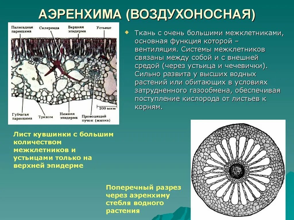 Как выглядит ткань характерная для водных растений
