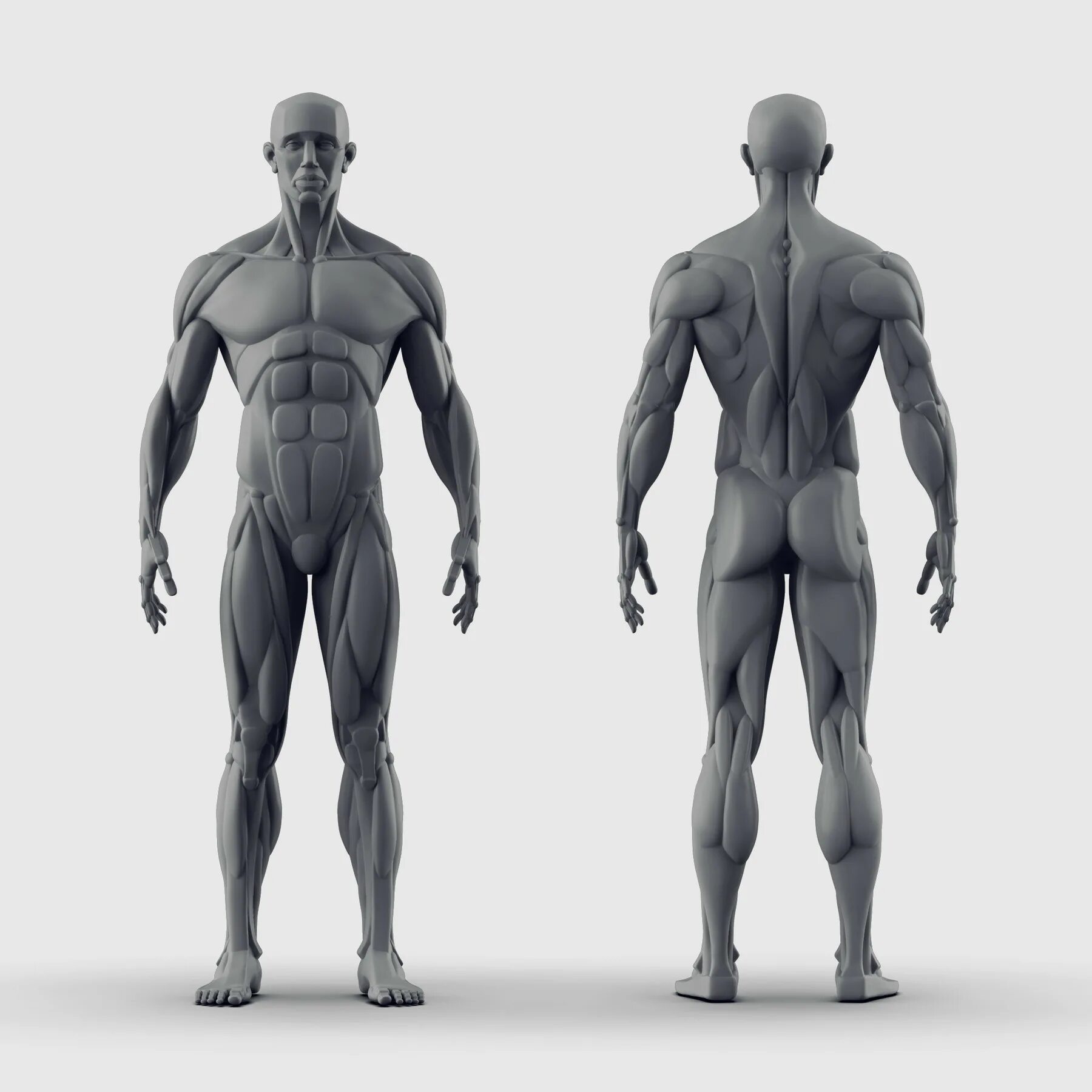 Модель человека фотографиям. Модель человека збраш анатомия. Anatomy 4 sculptors. 3д модель человека. Анатомическая фигура человека.
