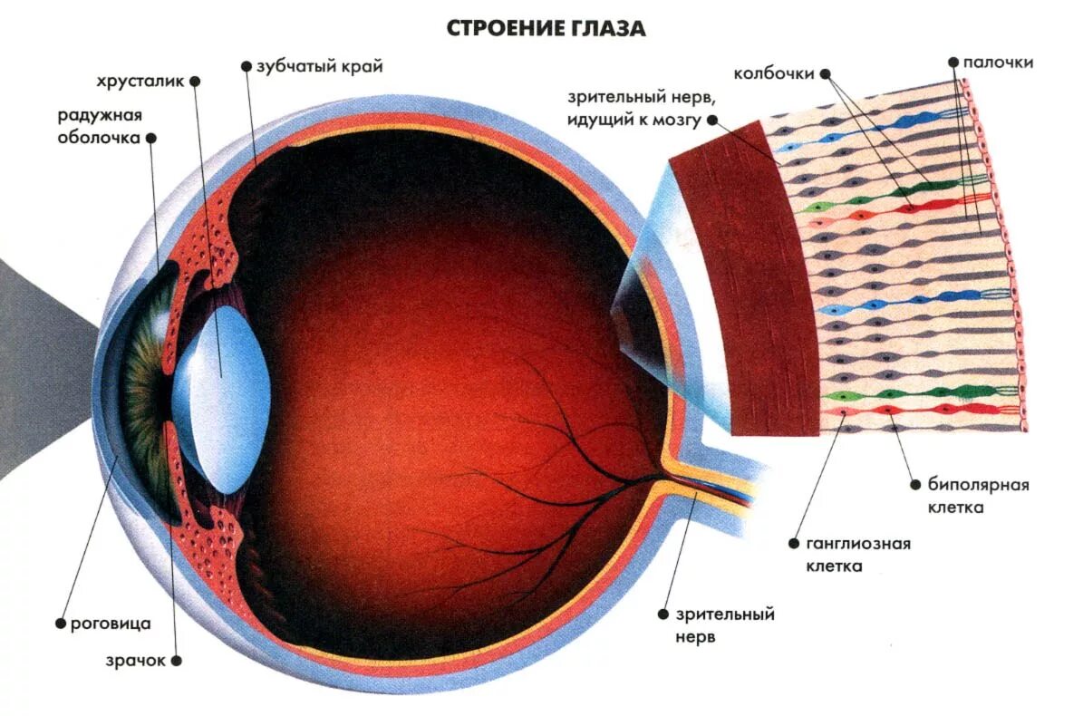Строение глаза палочки колб. Строение глаза колпачки палочки. Глазное яблоко строение колбочки. Строение глаза анатомия палочки и колбочки. Сетчатка буква