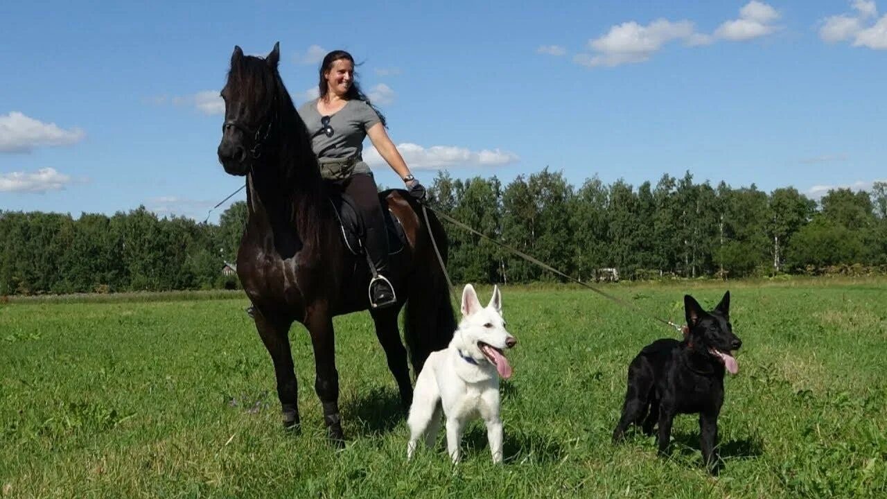 Лошадь собака совместимость мужчина. Лошадь и собака совместимость. Конь, женщина и собака. Черная немецкая овчарка Найт SARTISTICU. Мужчина лошадь и женщина собака.