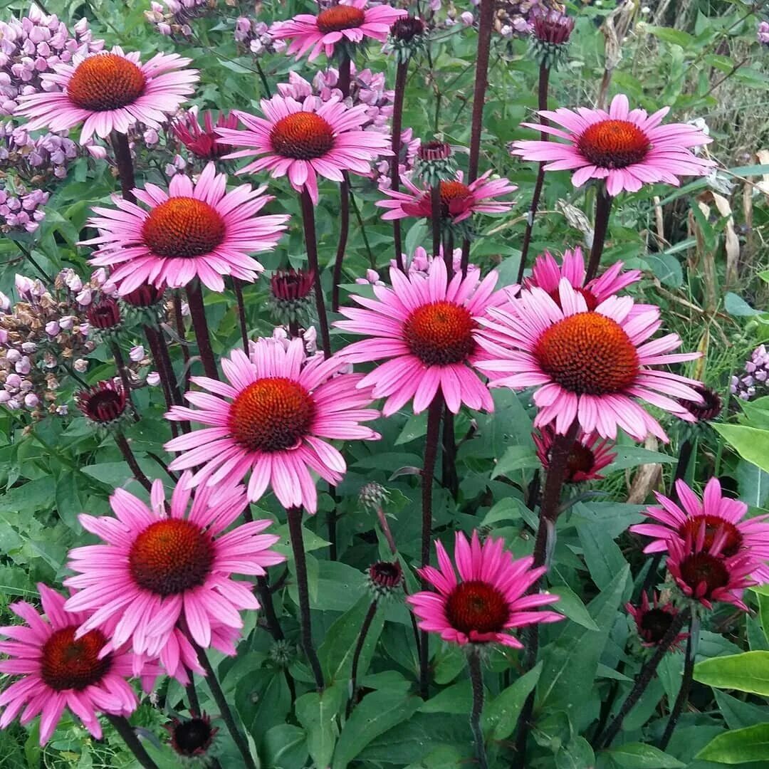 Эхинацея сорта фото. Эхинацея Fatal attraction. Echinacea purpurea 'Fatal attraction'. Эхинацея фатал аттракцион. Эхинацея Рейнбоу Марсела.