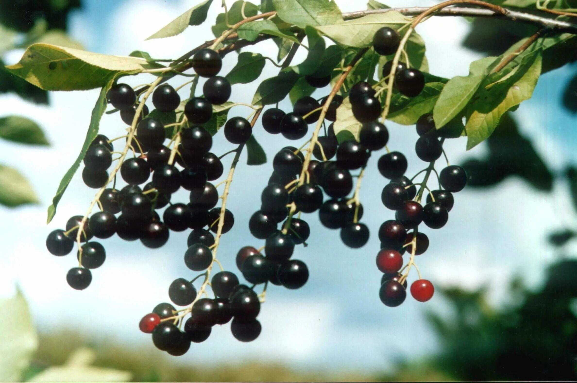 Ягоды черемухи. Черёмуха обыкновенная ягоды. Черемуха обыкновенная черная. Черёмуха обыкновенная плоды. Черемуха дерево с ягодами.