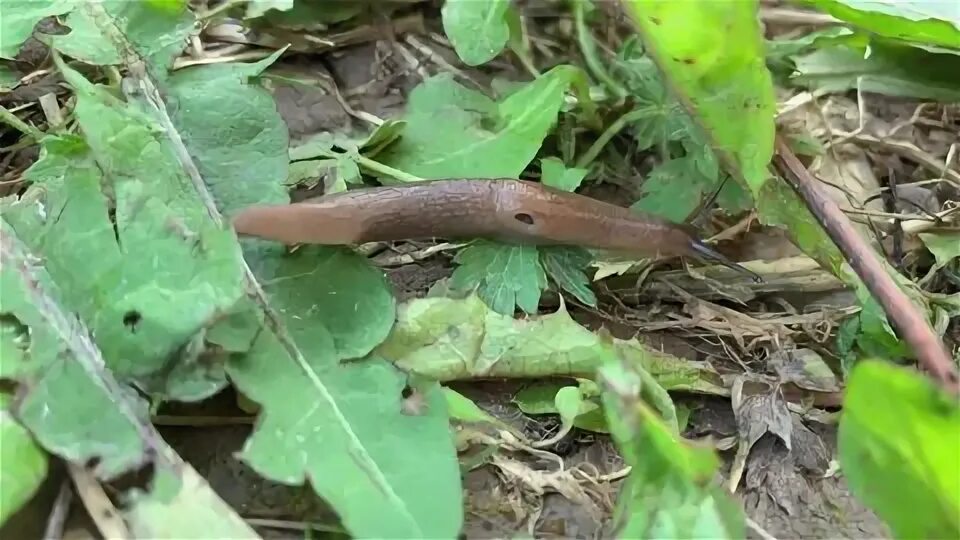 Slug field. Slug field