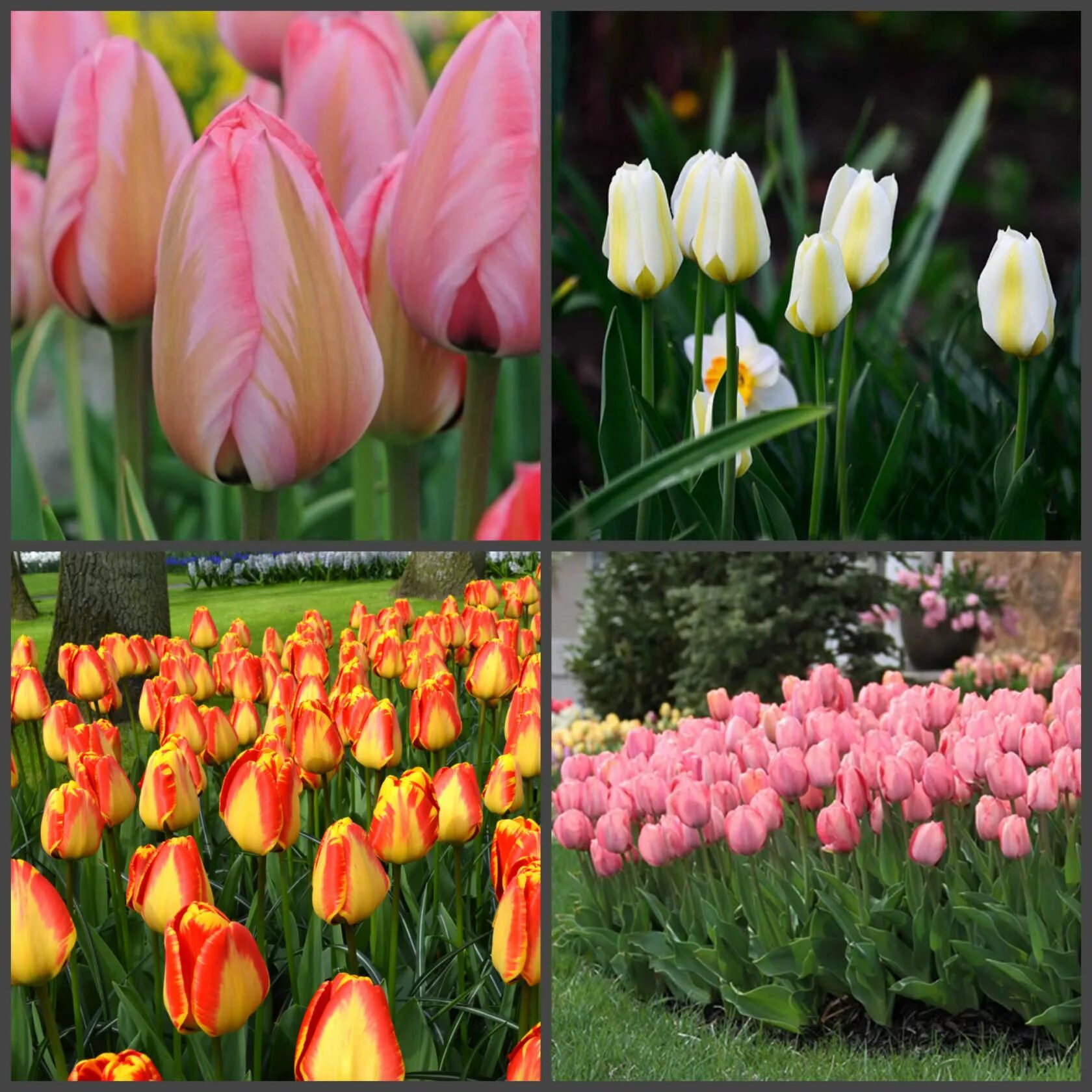 Тюльпан сорт фабио. Тюльпаны делюкс микс 10 луковиц. Тюльпан махровый ранний foxtrot. Тюльпан луковицы шовбокс. Тюльпан хенни ван дер мост.