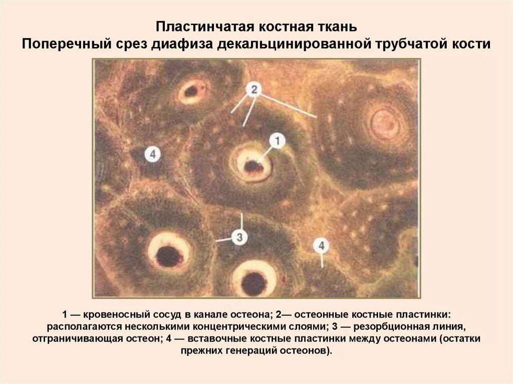 Пластинчатая костная ткань диафиза. Пластинчатая компактная костная ткань диафиза. Пластинчатая костная ткань гистология. Пластинчатая костная ткань диафиза декальцинированной.