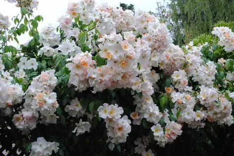 Салли холмс мускусная