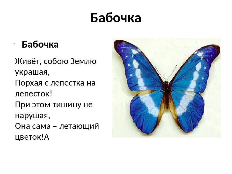 Загадка про бабочку. Стишки про бабочку. Загадка про бабочку для дошкольников. Стихотворение про бабочку для детей. Какая бабочка песня