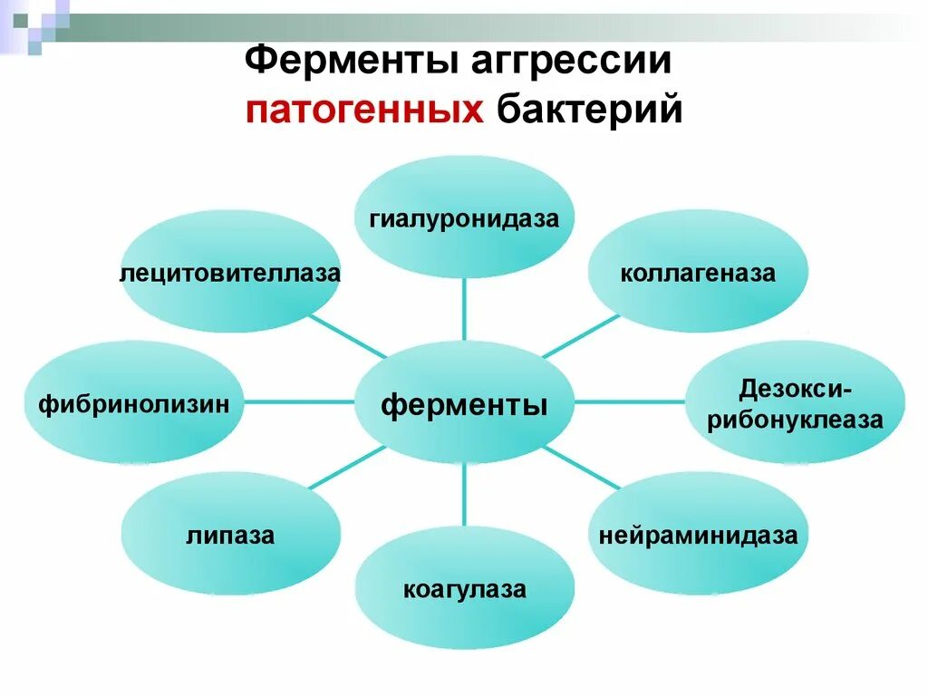 Ферменты агрессии патогенных микроорганизмов. Ферментагрессии ьакиериц. Ферменты патогенности бактерий. Ферменты агрессии (патогенности). Ферменты патогенности