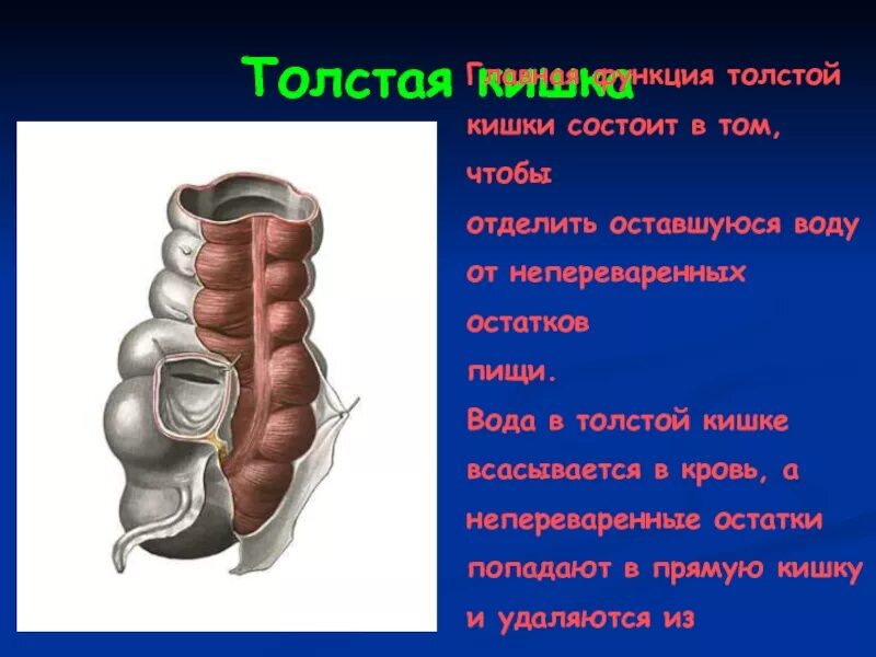 Функции толстого отдела кишечника. Функции толстой кишки. основная функция толстой кишки. функции толстого кишечника.