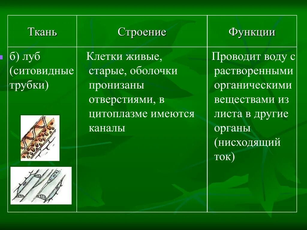 Особенности строения луба Проводящая ткань. Ткани растения функции древесина Луб. Луб ткань строение и функции. Функциипроводящий ткани.