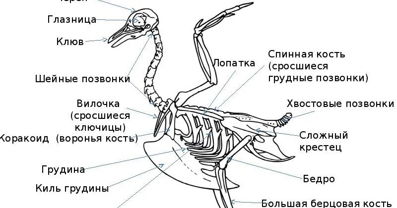 Биология лабораторная работа строение скелета птицы. Скелет птицы киль. киль у птиц. киль биология. строение скелета птицы.