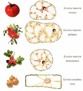 Строение клетки плода рябины