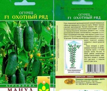 Какой лучший сорт огурцов для теплицы