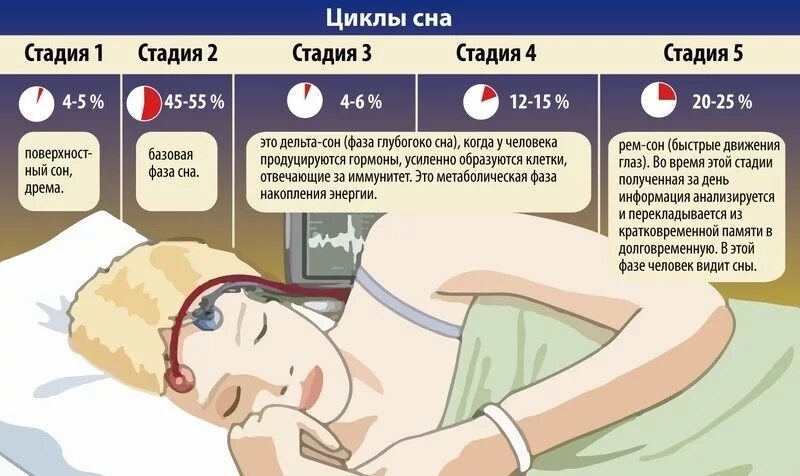 Утром температура спала. Циклы сна. Цикл ночного сна. Фазы и циклы сна. Стадии и циклы сна.