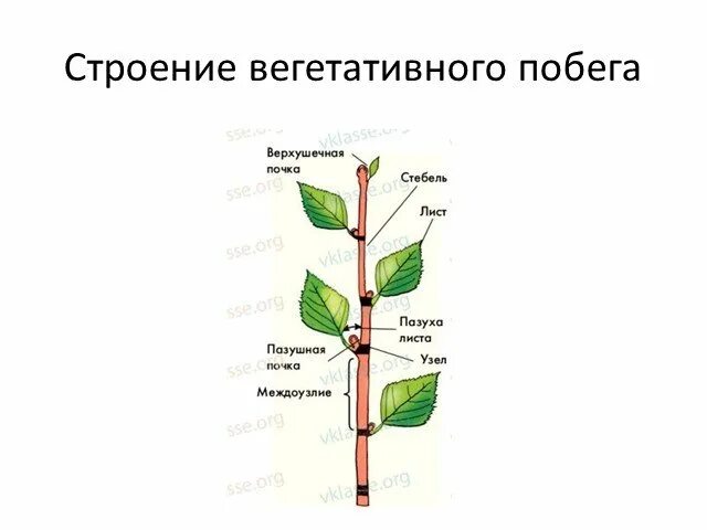 Строение побега цветкового растения схема. Строение побега черешок. Строение побега цветкового растения рисунок. Строение побега биология.