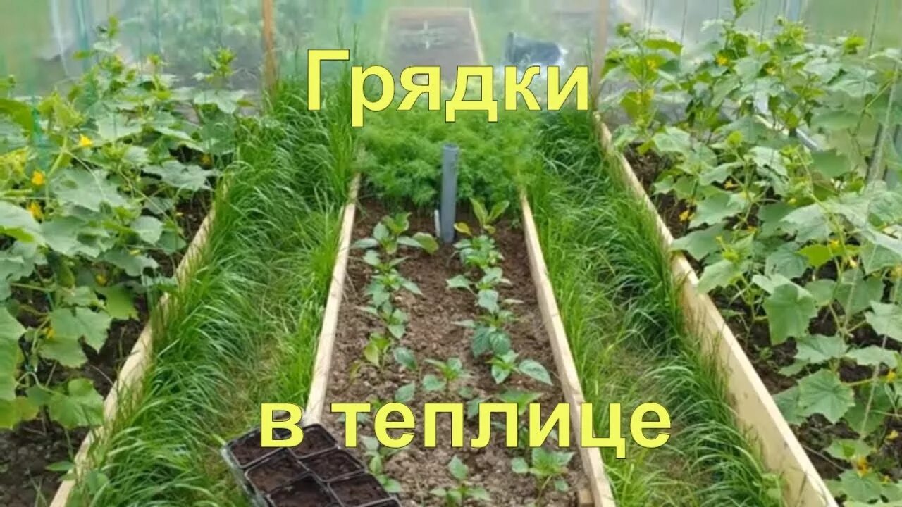 Теплица как распределить грядки. Грядки в теплице 6.