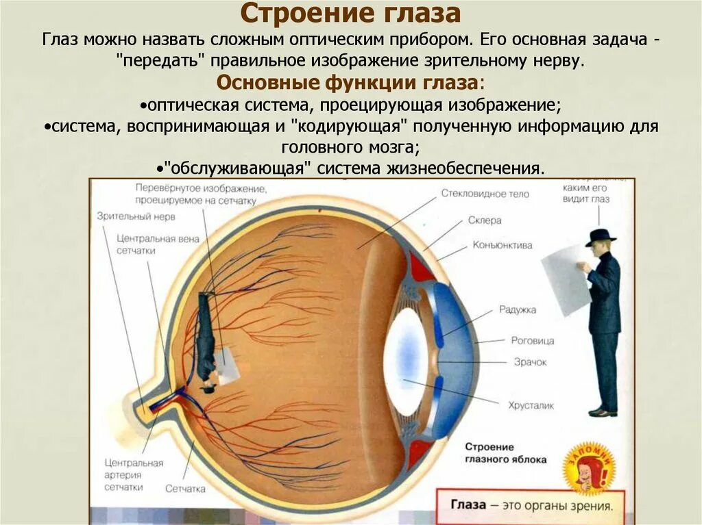 Система глазок. Разрешение человеческого глаза. Число Аббе человеческого глаза. Разрешение зрения человека. Какое качество у человеческого глаза.