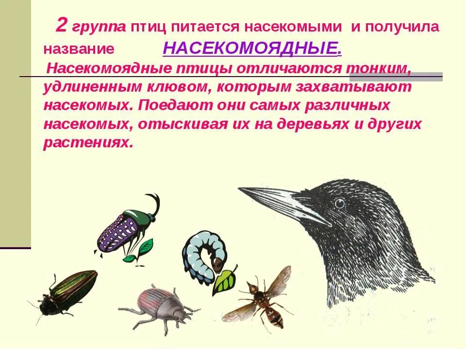 Типы питания у животных насекомоядные. Питается насекомыми критерий. Насекомоядные животные 3 класс. Питается насекомыми критерий. Виды насекомоядных растений.