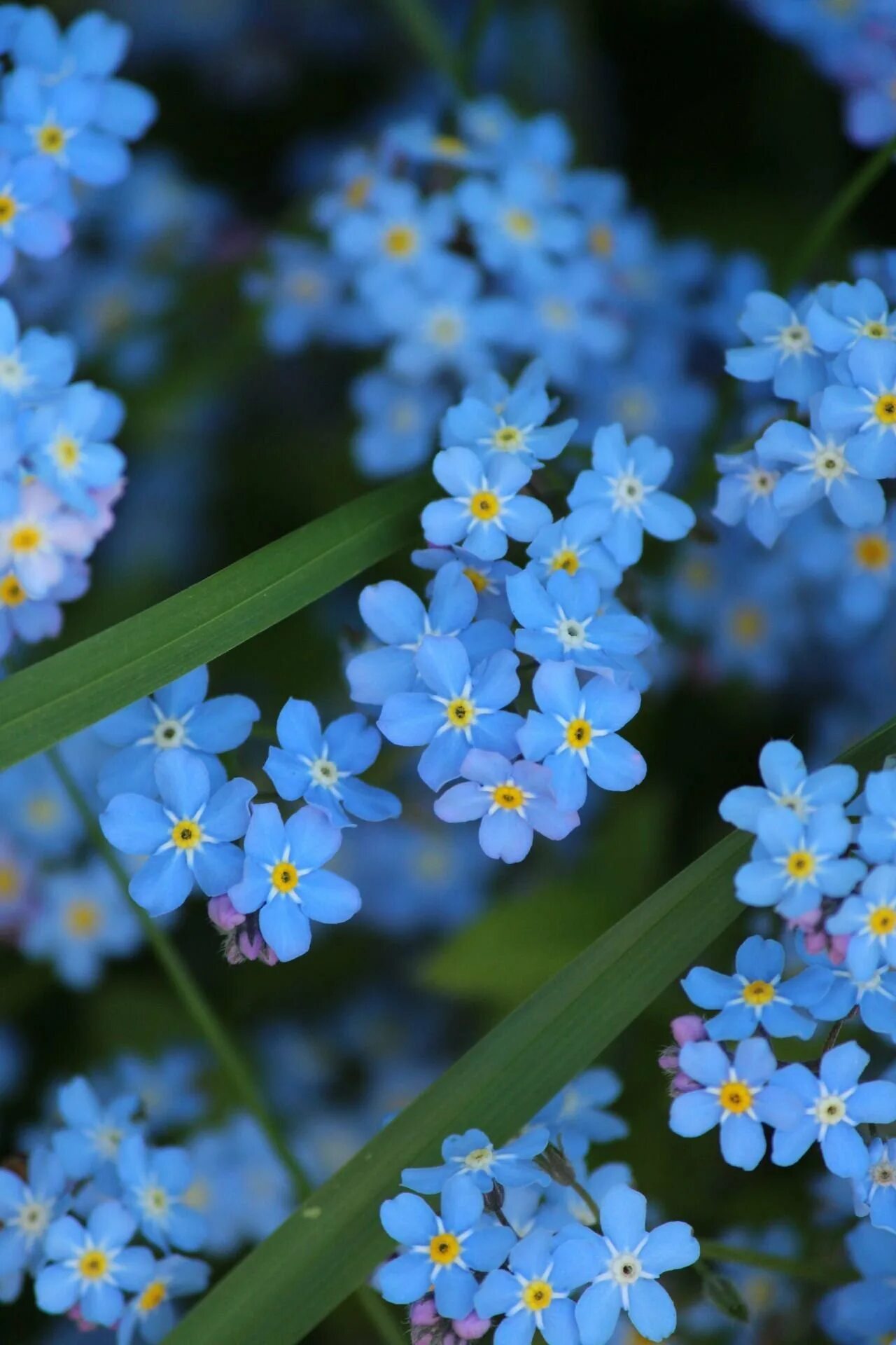 Незабудка Полевая (Myosotis arvensis). Незабудка Альпийская. Незабудка Альпийская смесь. Сине желтая незабудка