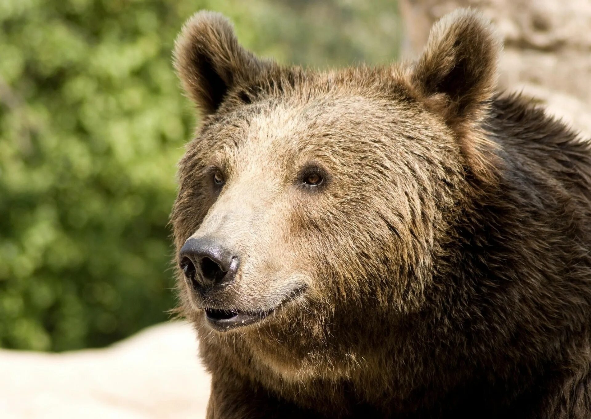 Какая голова у медведя. Бурый медведь анфас. Морда медведя. Нос медведя. Лицо медведя.