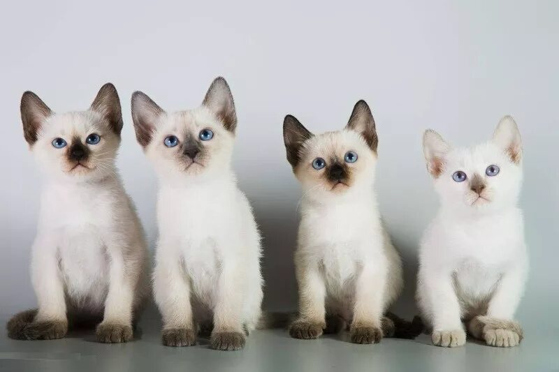 Котики разных видов