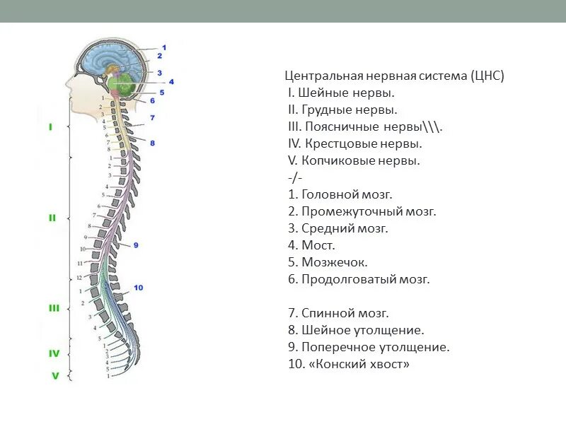 Функции нервной системы головного мозга. Схема строения центральной нервной системы. структура цнс человека. строение цнс человека схема. структуры цнс рисунок.