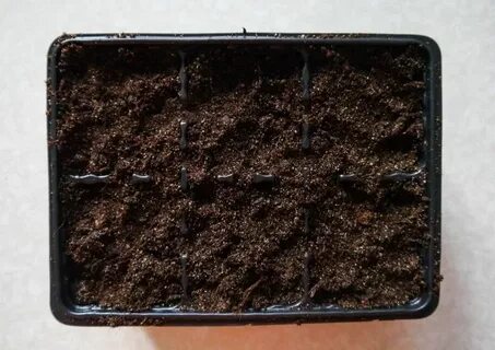 Почему не взошли семена бархатцев на рассаду