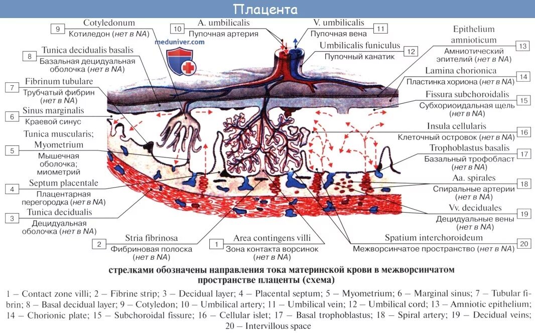 Маточно-плацентарный кровоток схема. Строение плаценты гистология. Стволовые ворсинки плаценты гистология. Строение котиледон плаценты. Желточное кровообращение плода.